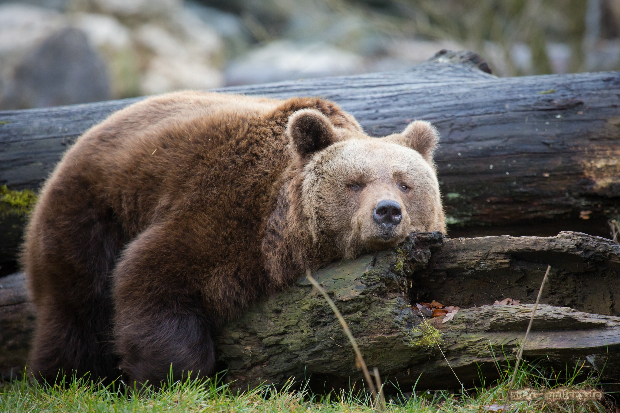 bear-spring